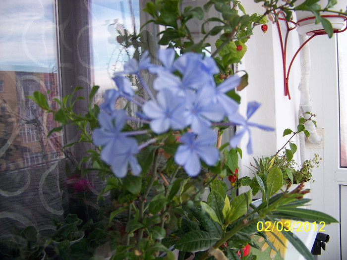 285_4976 - plumbago