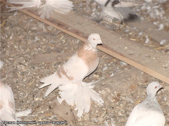 Agarani - Porumbei Agarani