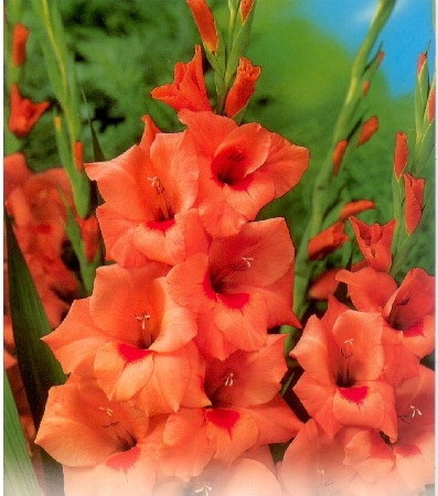 Peter Pears 0.8 lei - gladiole