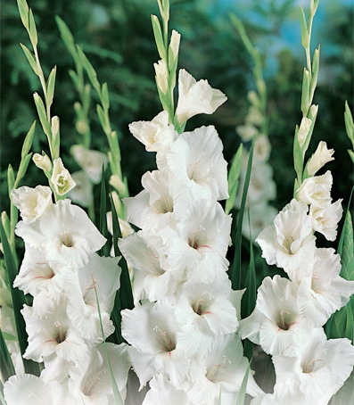 white prosperity 0.8 lei - gladiole