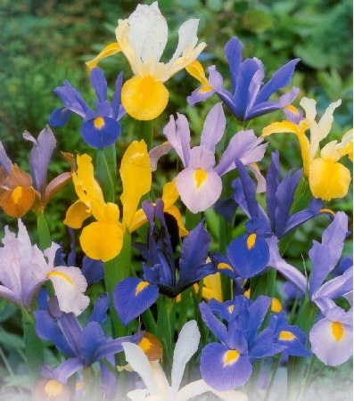 Iris mix 0.8 lei - irisi