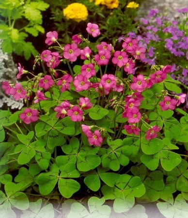 Oxalis 0.5 lei - oxalis