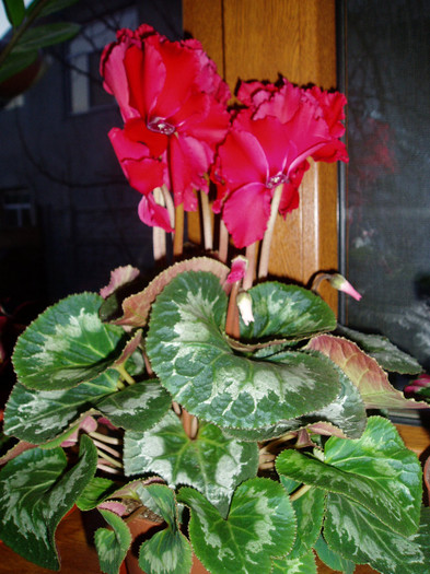 P1010026 - Flori 2012