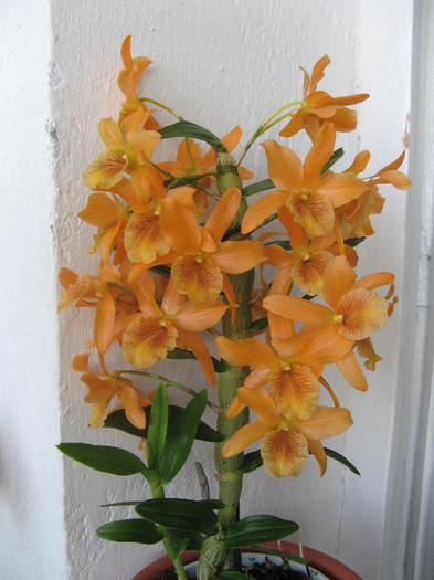 Dendrobium Firebird Stardust