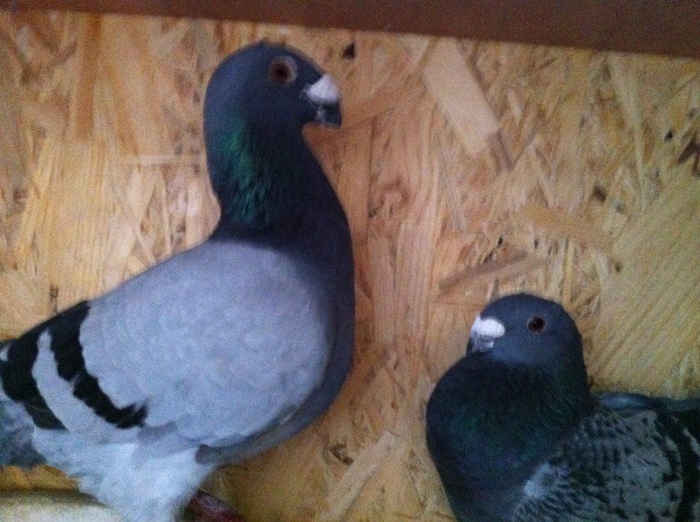 IMG_0064 - matca 2012