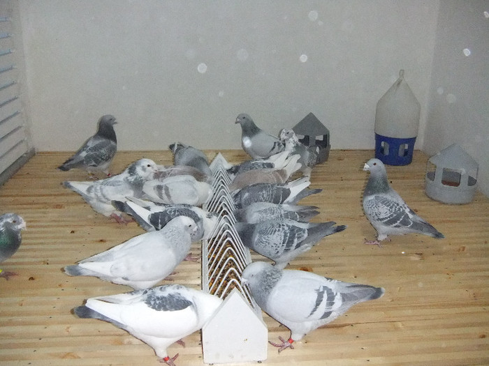 DSCF8346