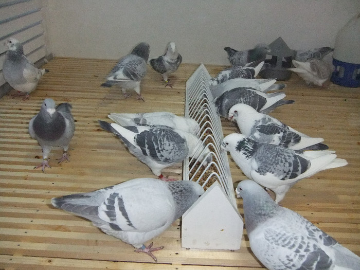 DSCF8359
