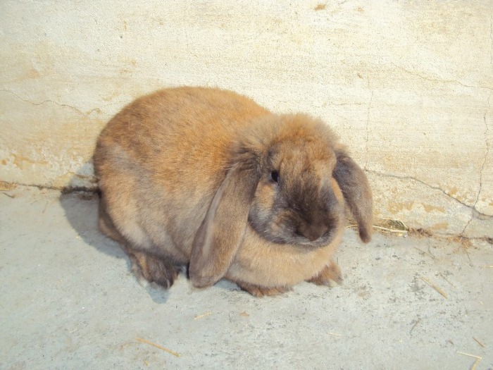 femela 5 luni