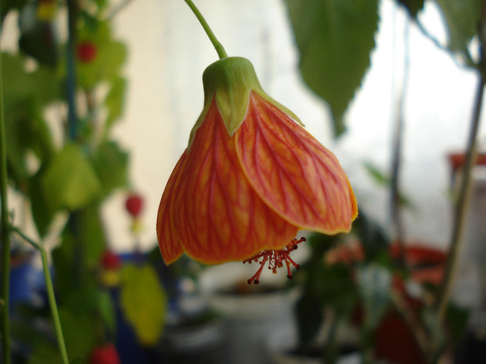 abutilon caramiziu (3-03-2012) - Alte flori