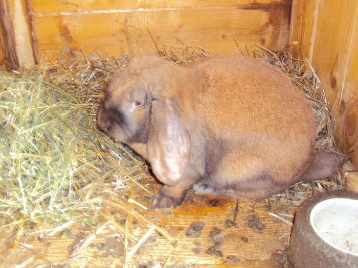 mascul 6 luni (2)