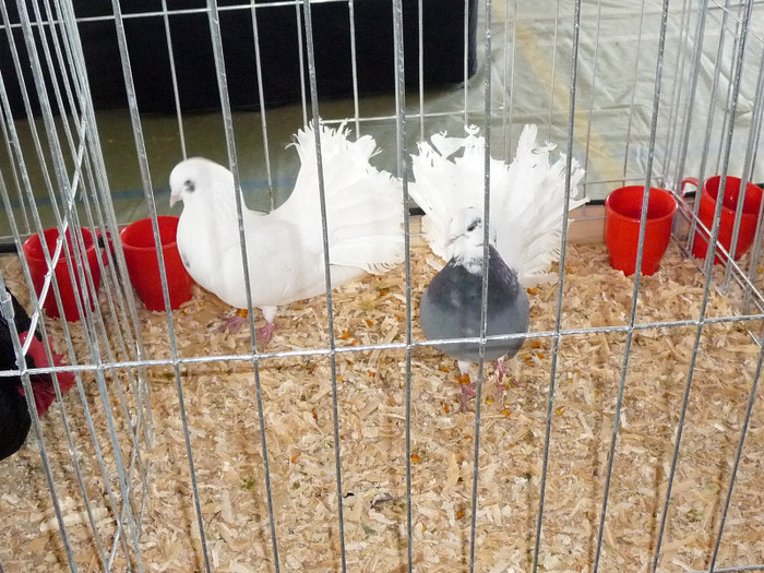 P1050838 - EXPO BREAZA 2-4 MARTIE 2012