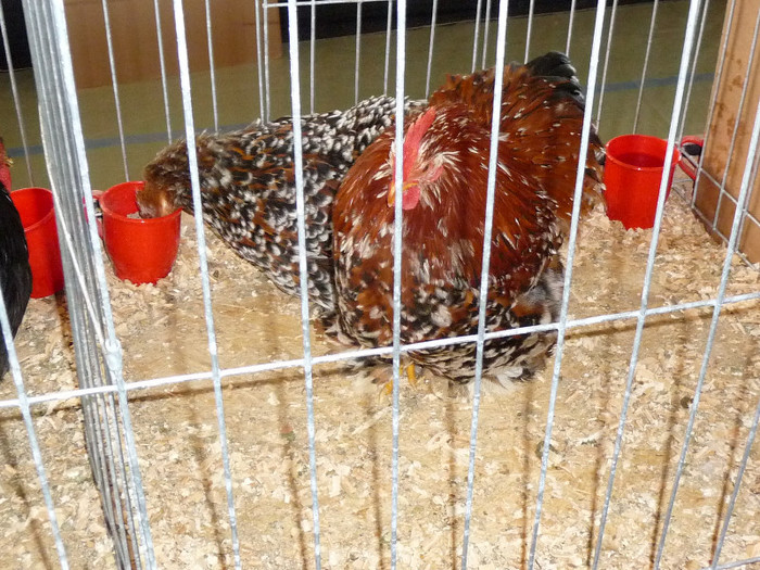 P1050840 - EXPO BREAZA 2-4 MARTIE 2012