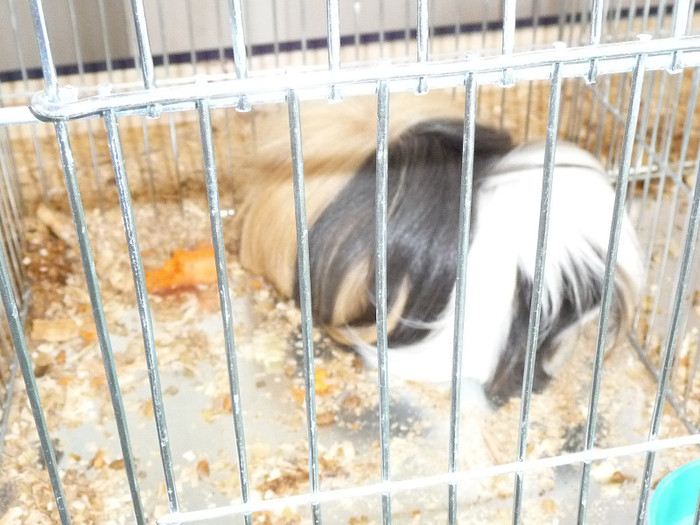 P1050841 - EXPO BREAZA 2-4 MARTIE 2012