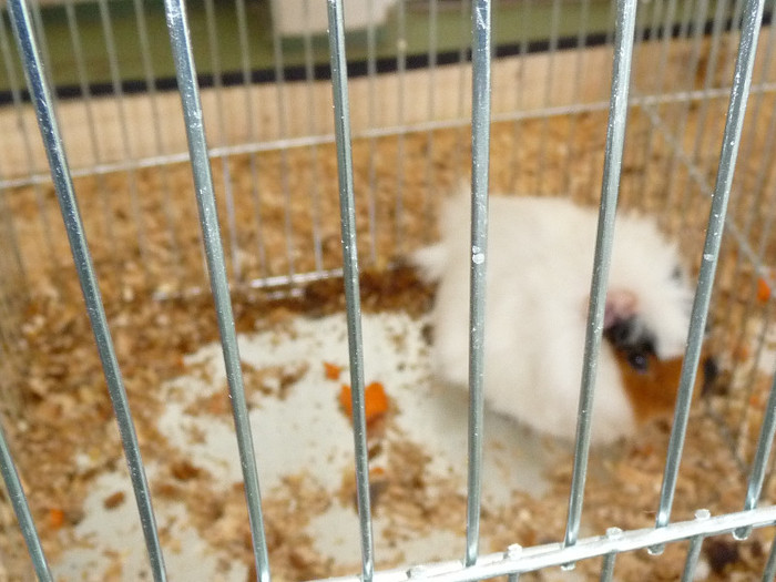 P1050842 - EXPO BREAZA 2-4 MARTIE 2012