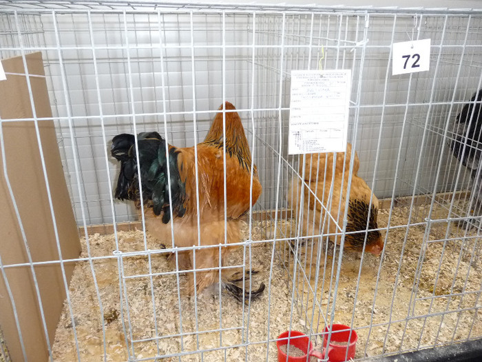 P1050846 - EXPO BREAZA 2-4 MARTIE 2012