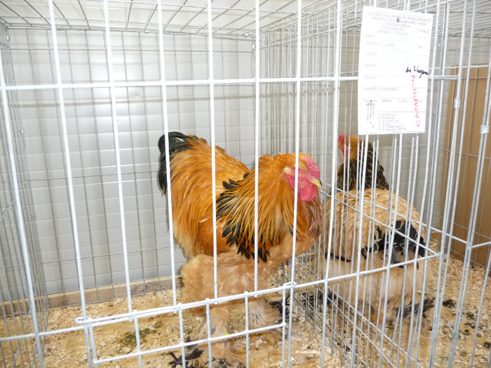 P1050847 - EXPO BREAZA 2-4 MARTIE 2012