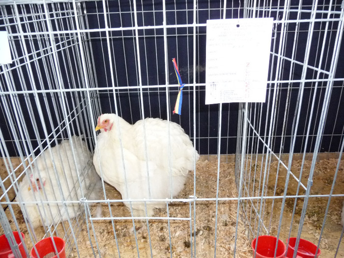 P1050853 - EXPO BREAZA 2-4 MARTIE 2012