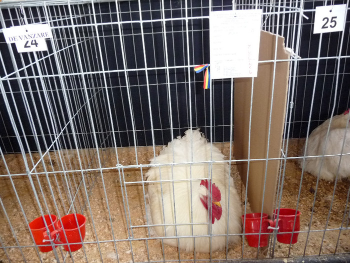 P1050854 - EXPO BREAZA 2-4 MARTIE 2012