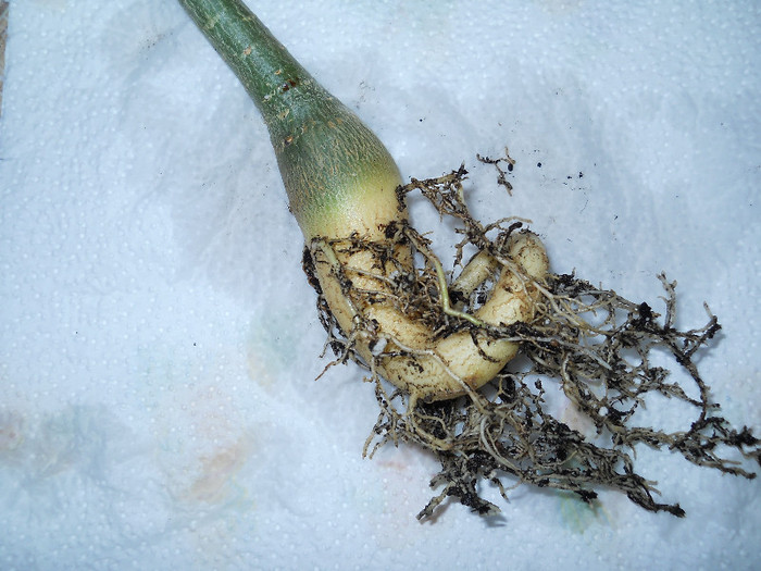 DSCN7521 caudex adenium