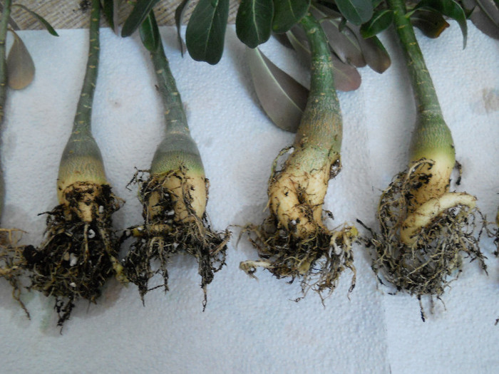 cu burta la soare :))