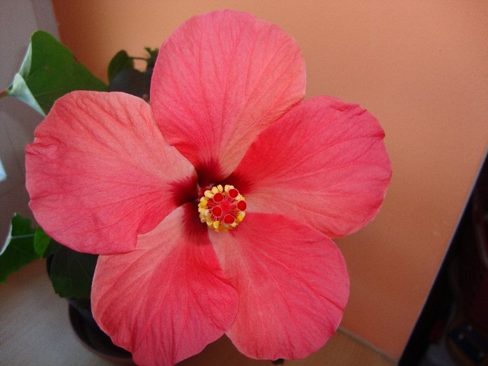  - hibiscusi