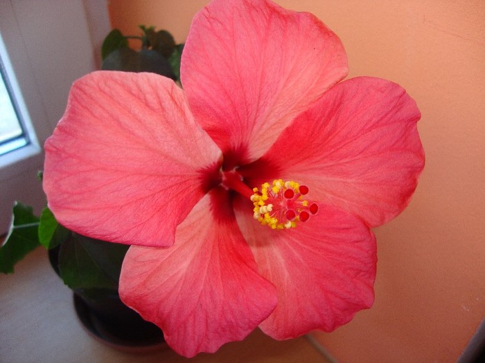  - hibiscusi