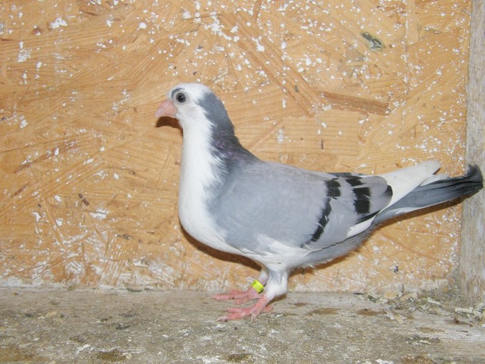 P3030029 - pui galateni 2012