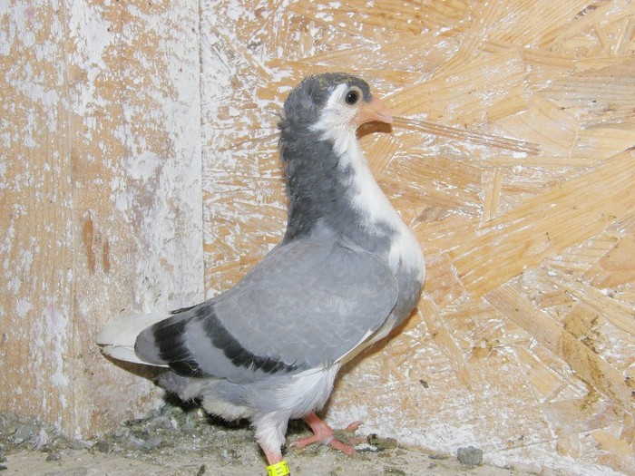 P3030030 - pui galateni 2012