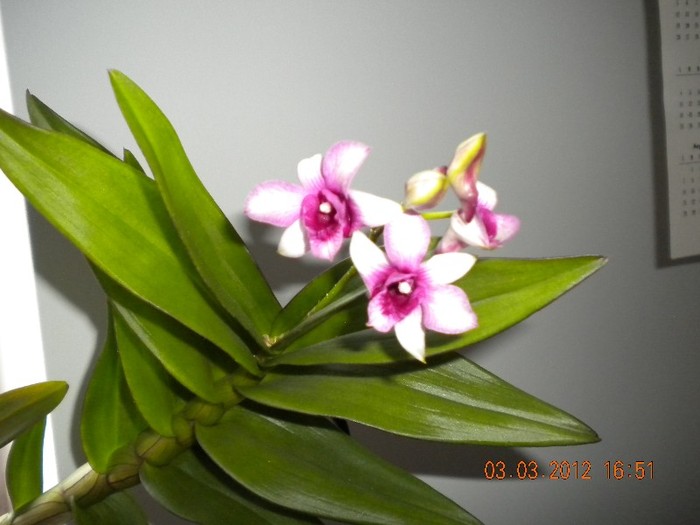  - orhidee 2012
