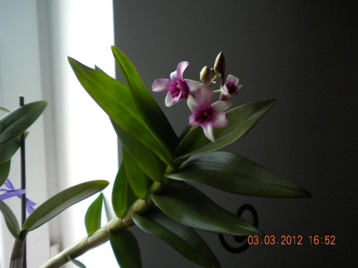  - orhidee 2012