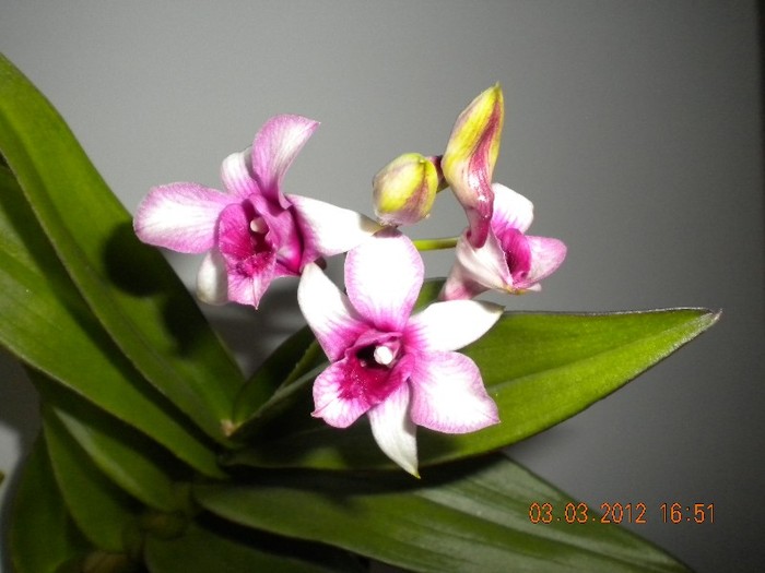 - orhidee 2012
