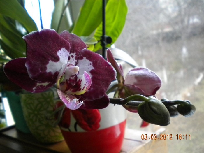  - orhidee 2012