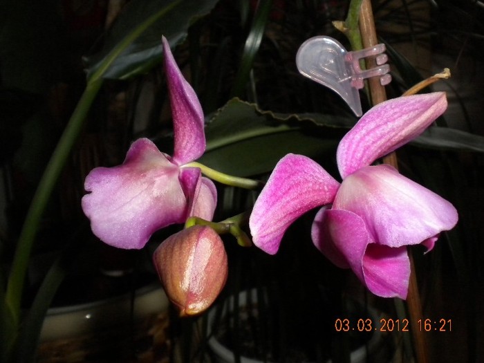  - orhidee 2012