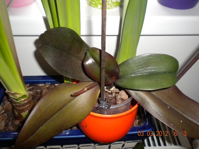 salvata din magazin, acum cu tija! - orhidee 2012