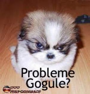 -Gogu´? (In acelasi timpt cu Gogu´.)...