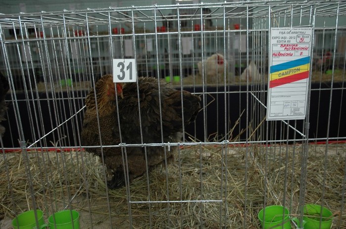 Brahma potarnichiu-  CAMPIOANA; expozant-  Dumitru  Balamau
