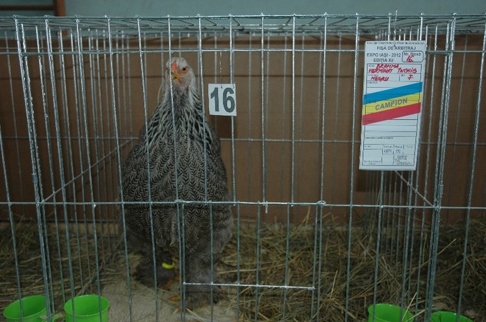 Brahma Herminat inchis -negru; expozant- Marian  Leahu
