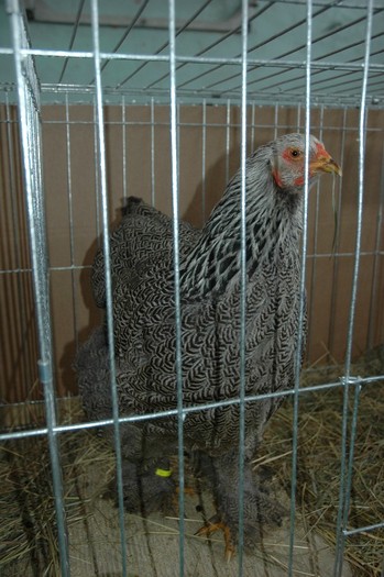 Brahma Herminat inchis -  negru; expozant -Marian  Leahu
