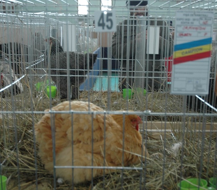 Orpington-galben  CAMPIOANA; expozant -Bianca  Goncescu
