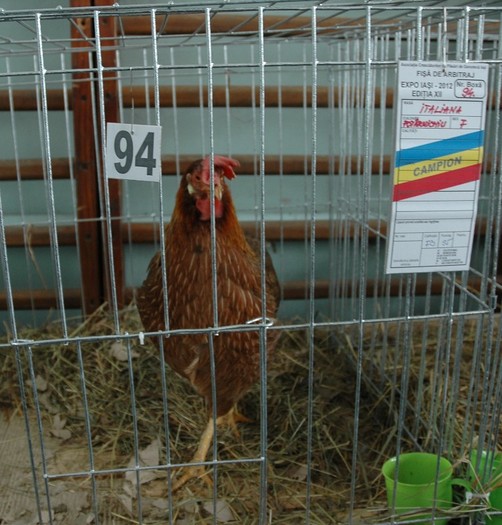 Italiana - potarnichiu CAMPIOANA; expozant- Ioana  Vadeanu
