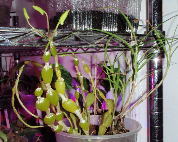 dendro findlayanum&arundina - Dendrobium nobile etc