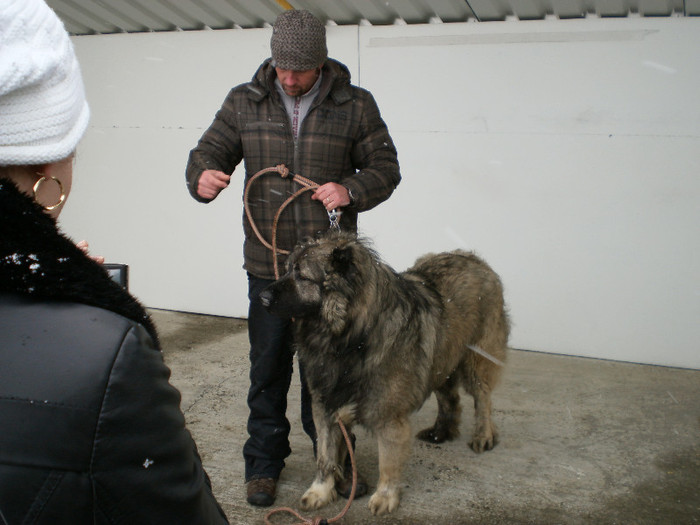 foto expo canina de club ceobanesc caucazian si asiatic vaslui 2012 -  aschiopoaei