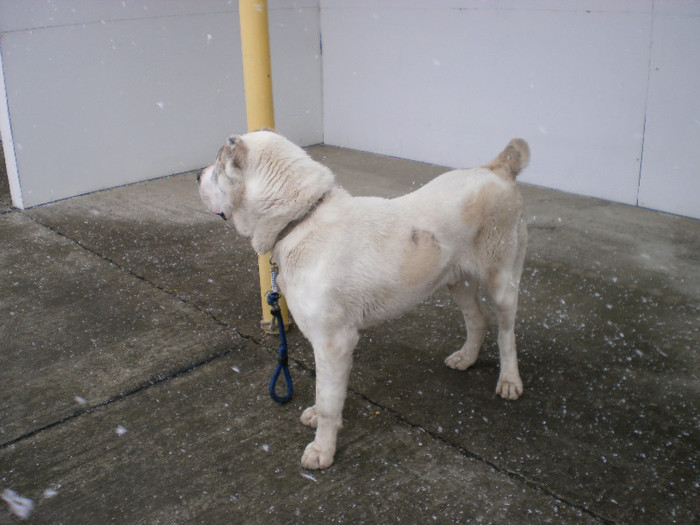 P3030359 - foto expo canina de club ceobanesc caucazian si asiatic vaslui 2012