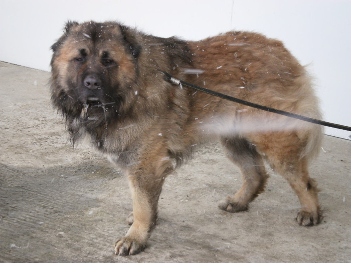 P3030364 - foto expo canina de club ceobanesc caucazian si asiatic vaslui 2012
