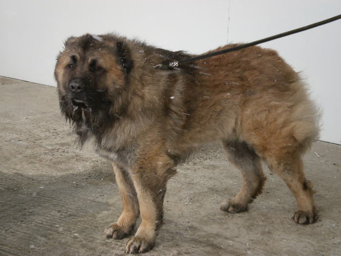 P3030365 - foto expo canina de club ceobanesc caucazian si asiatic vaslui 2012