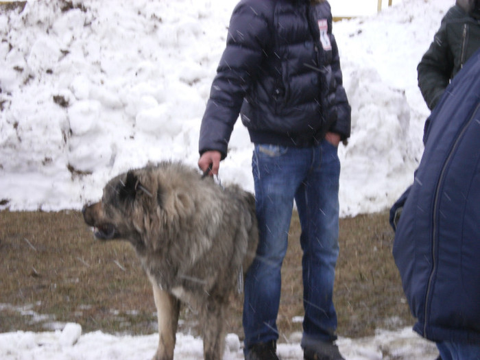 P3030375 - foto expo canina de club ceobanesc caucazian si asiatic vaslui 2012