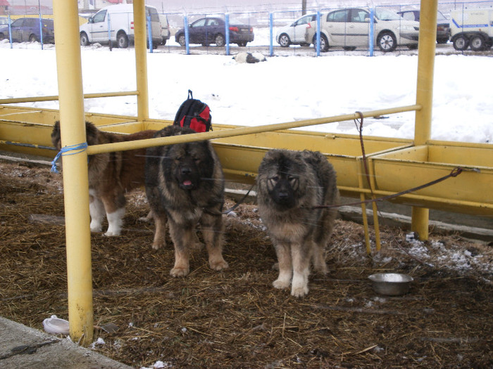 P3030378 - foto expo canina de club ceobanesc caucazian si asiatic vaslui 2012