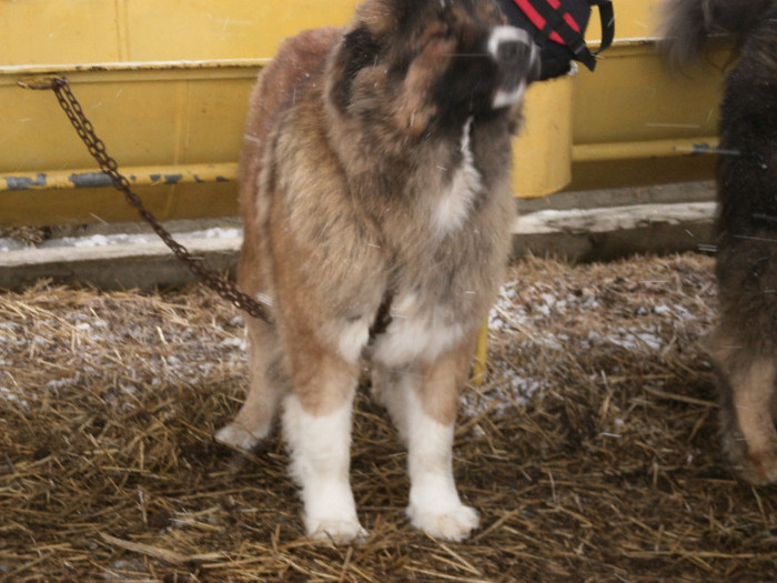P3030381 - foto expo canina de club ceobanesc caucazian si asiatic vaslui 2012