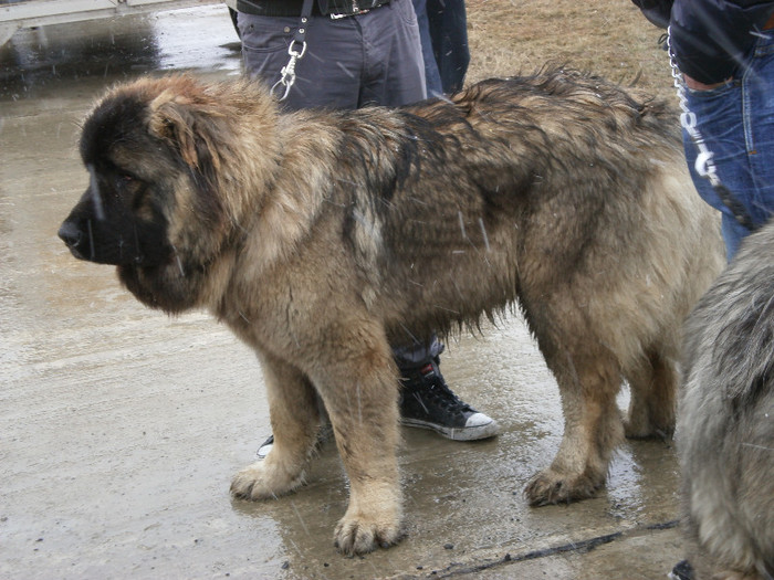 P3030384 - foto expo canina de club ceobanesc caucazian si asiatic vaslui 2012