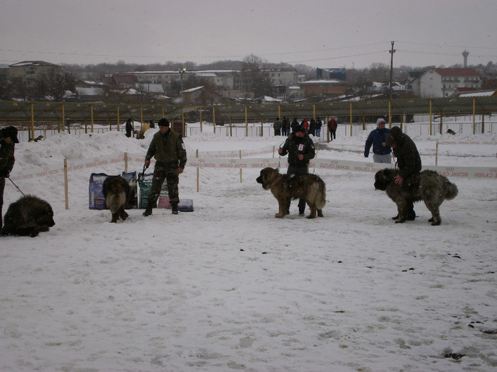 P3030387 - foto expo canina de club ceobanesc caucazian si asiatic vaslui 2012